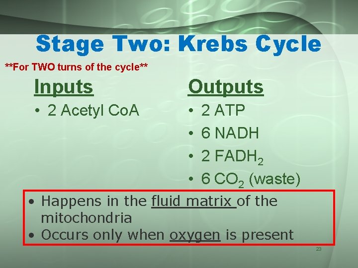 Stage Two: Krebs Cycle **For TWO turns of the cycle** Inputs Outputs • 2