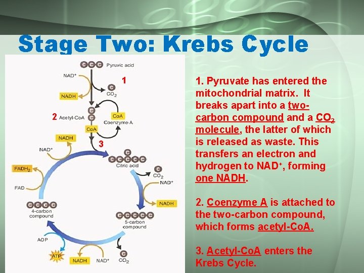 Stage Two: Krebs Cycle 1 2 3 1. Pyruvate has entered the mitochondrial matrix.