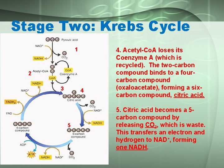 Stage Two: Krebs Cycle 1 2 3 4 5 4. Acetyl-Co. A loses its