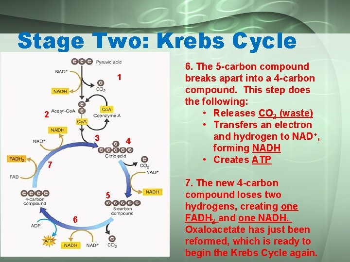 Stage Two: Krebs Cycle 1 2 3 4 7 5 6 6. The 5