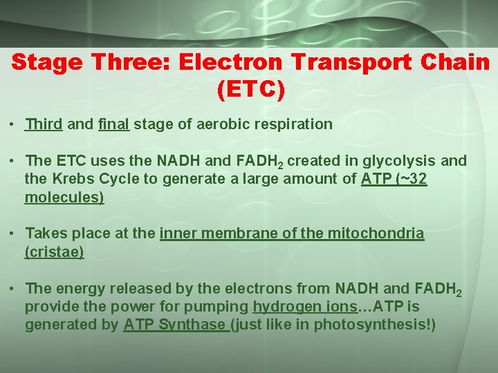 Stage Three: Electron Transport Chain (ETC) • Third and final stage of aerobic respiration