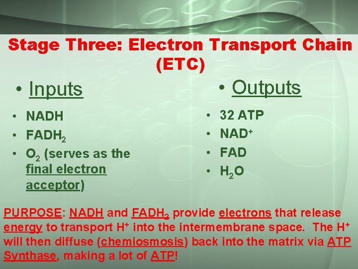 Stage Three: Electron Transport Chain (ETC) • Outputs • Inputs • NADH • FADH
