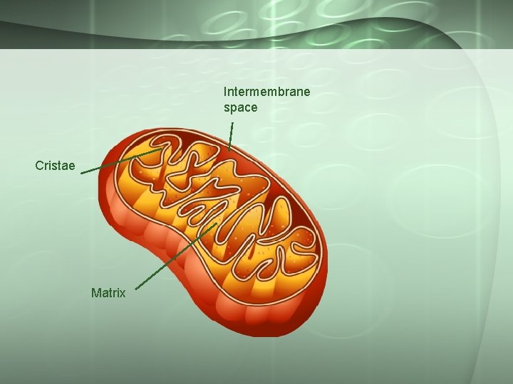 Intermembrane space Cristae Matrix 