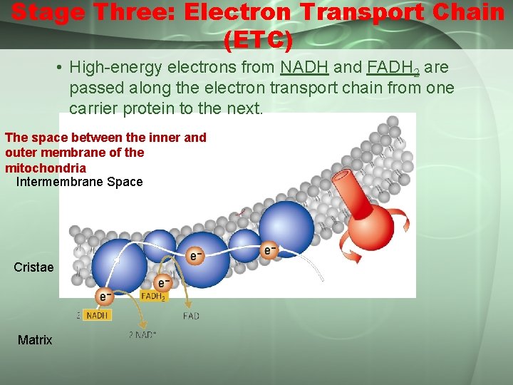 Stage Three: Electron Transport Chain (ETC) • High-energy electrons from NADH and FADH 2