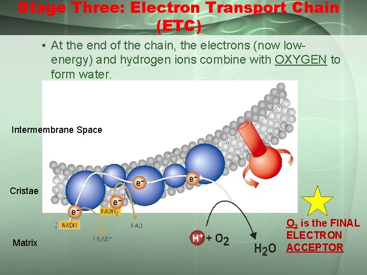 Stage Three: Electron Transport Chain (ETC) • At the end of the chain, the