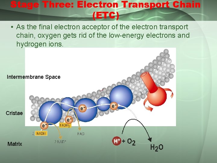 Stage Three: Electron Transport Chain (ETC) • As the final electron acceptor of the