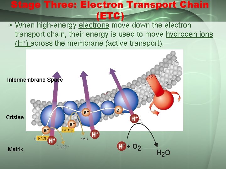 Stage Three: Electron Transport Chain (ETC) • When high-energy electrons move down the electron