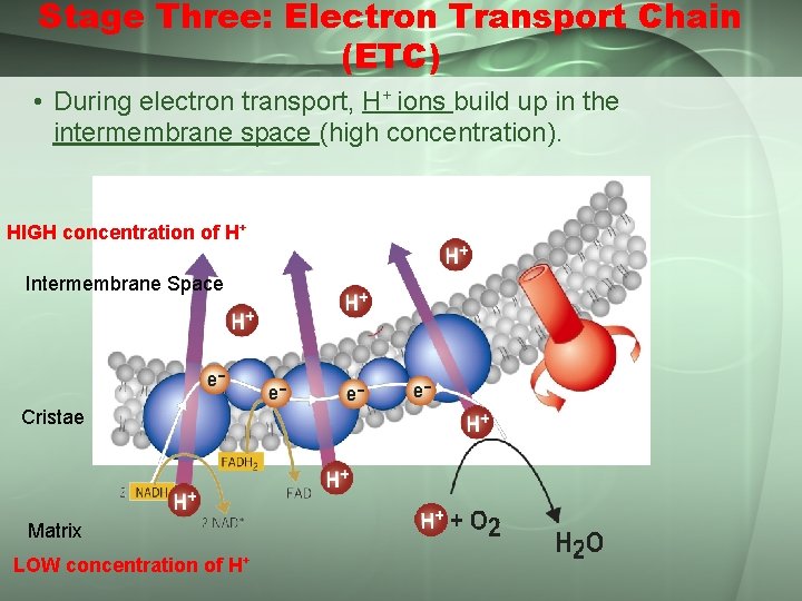 Stage Three: Electron Transport Chain (ETC) • During electron transport, H+ ions build up