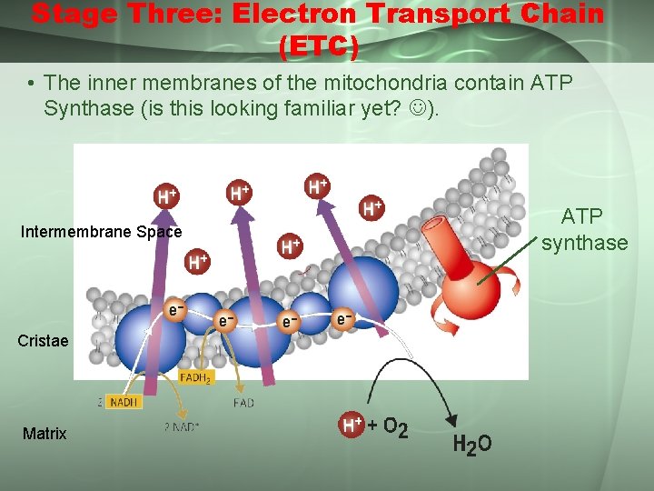 Stage Three: Electron Transport Chain (ETC) • The inner membranes of the mitochondria contain