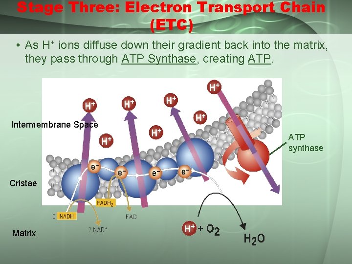 Stage Three: Electron Transport Chain (ETC) • As H+ ions diffuse down their gradient