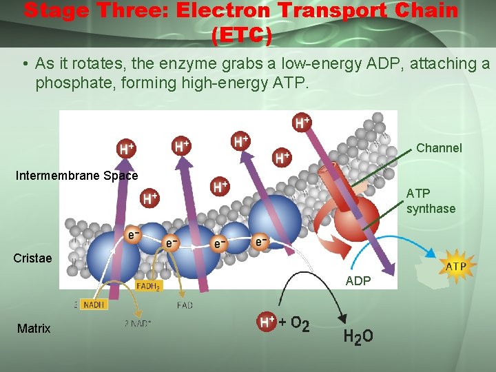 Stage Three: Electron Transport Chain (ETC) • As it rotates, the enzyme grabs a