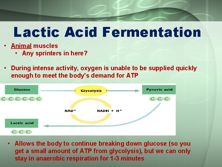 Lactic Acid Fermentation • Animal muscles • Any sprinters in here? • During intense