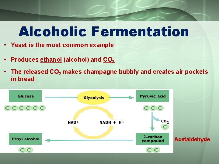 Alcoholic Fermentation • Yeast is the most common example • Produces ethanol (alcohol) and