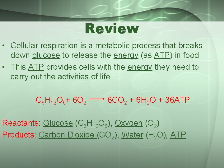 Review • Cellular respiration is a metabolic process that breaks down glucose to release