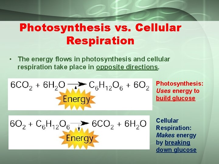 Photosynthesis vs. Cellular Respiration • The energy flows in photosynthesis and cellular respiration take