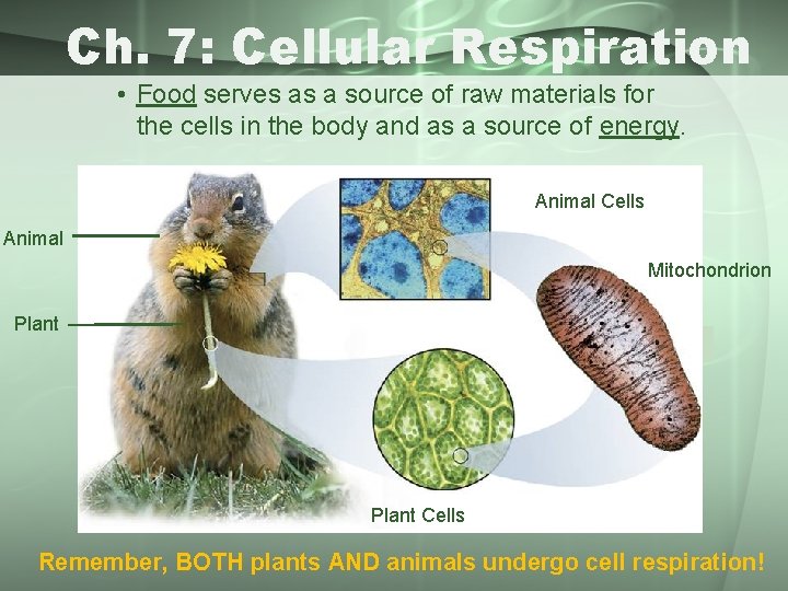 Ch. 7: Cellular Respiration • Food serves as a source of raw materials for