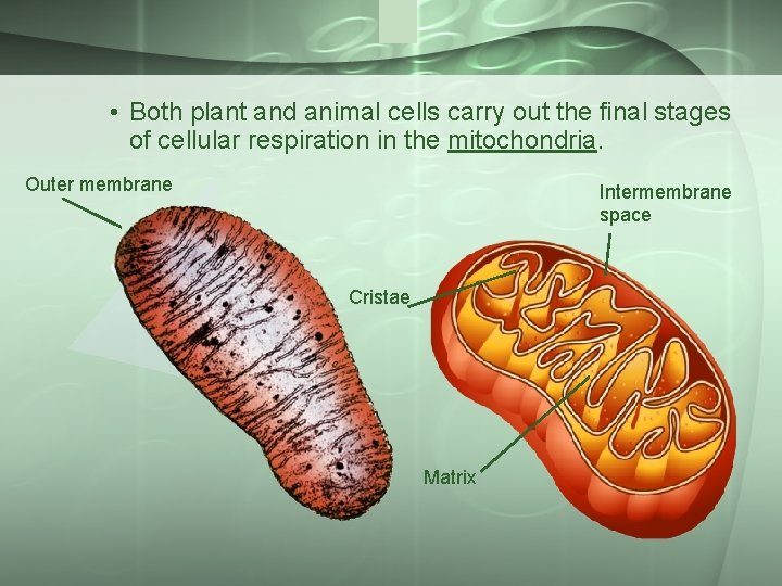  • Both plant and animal cells carry out the final stages of cellular