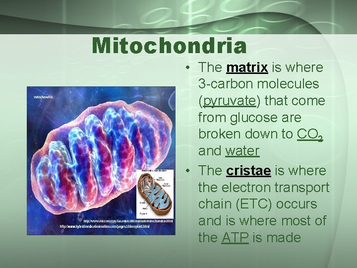 Mitochondria • The matrix is where 3 -carbon molecules (pyruvate) that come from glucose