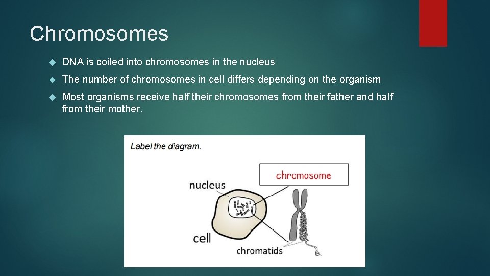 Chromosomes DNA is coiled into chromosomes in the nucleus The number of chromosomes in Chromosomes DNA is coiled into chromosomes in the nucleus The number of chromosomes in