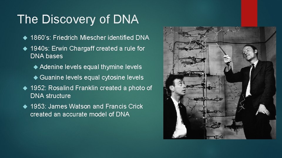 The Discovery of DNA 1860’s: Friedrich Miescher identified DNA 1940 s: Erwin Chargaff created The Discovery of DNA 1860’s: Friedrich Miescher identified DNA 1940 s: Erwin Chargaff created