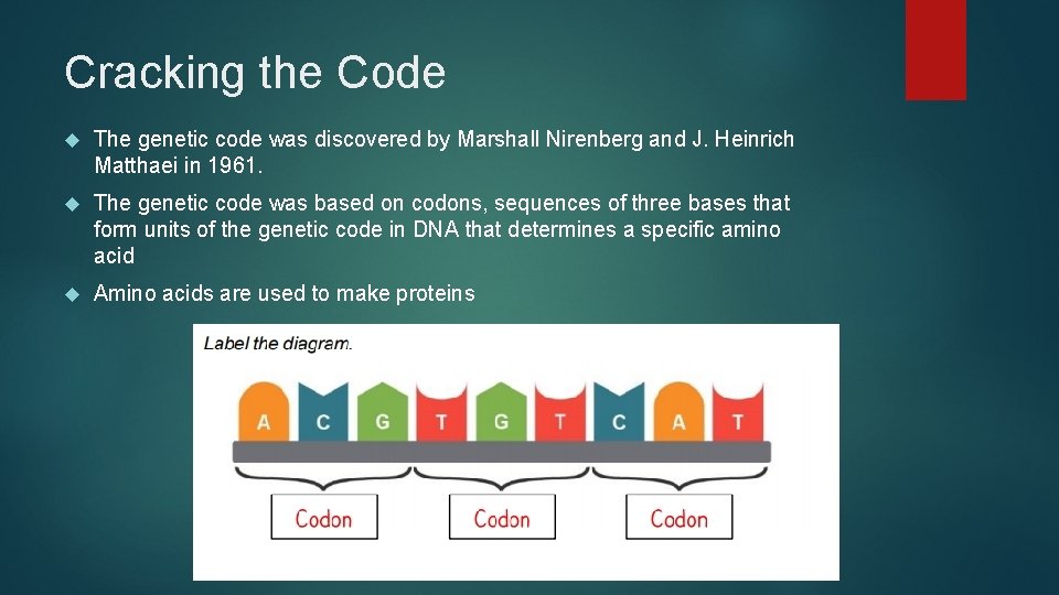 Cracking the Code The genetic code was discovered by Marshall Nirenberg and J. Heinrich Cracking the Code The genetic code was discovered by Marshall Nirenberg and J. Heinrich