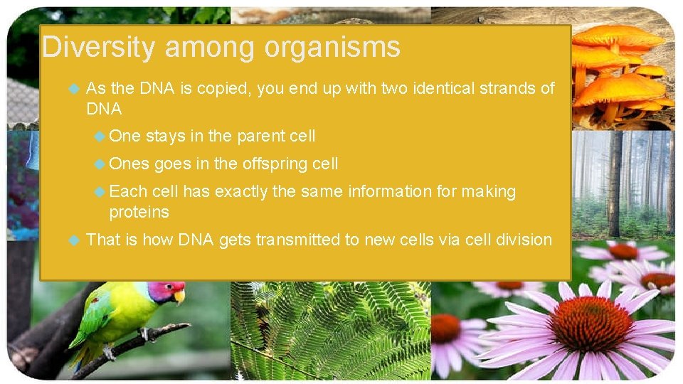 Diversity among organisms As the DNA is copied, you end up with two identical Diversity among organisms As the DNA is copied, you end up with two identical