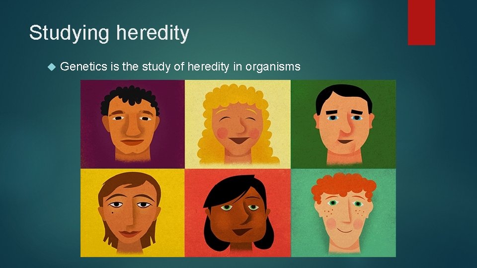 Studying heredity Genetics is the study of heredity in organisms Studying heredity Genetics is the study of heredity in organisms