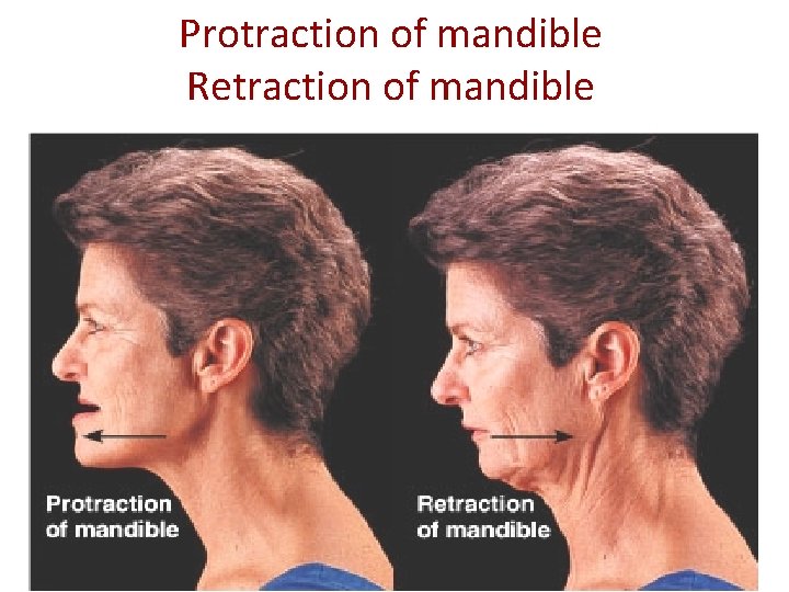 Protraction of mandible Retraction of mandible Figure 8. 6 c 