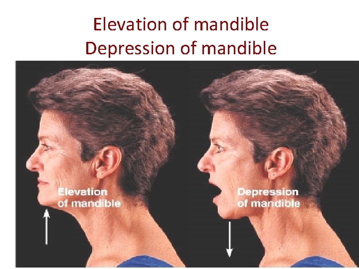 Elevation of mandible Depression of mandible Figure 8. 6 d 