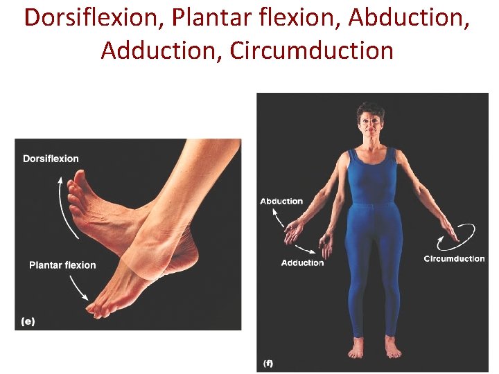 Dorsiflexion, Plantar flexion, Abduction, Adduction, Circumduction 