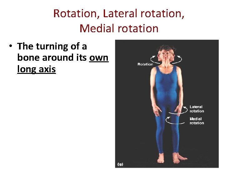 Rotation, Lateral rotation, Medial rotation • The turning of a bone around its own