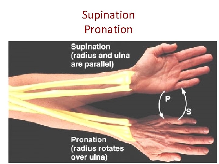 Supination Pronation 