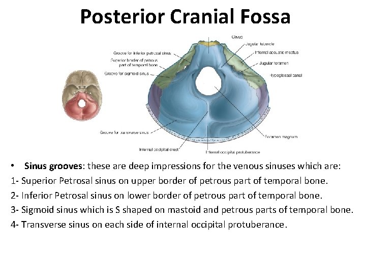 Posterior Cranial Fossa • Sinus grooves: these are deep impressions for the venous sinuses