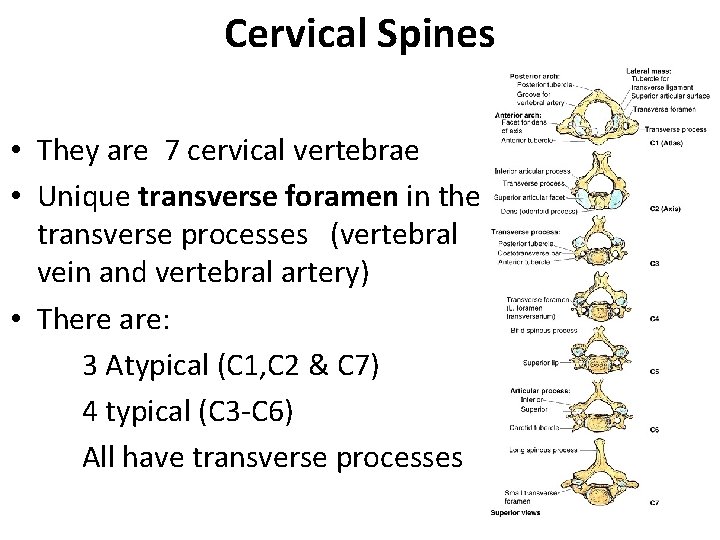 Cervical Spines • They are 7 cervical vertebrae • Unique transverse foramen in the