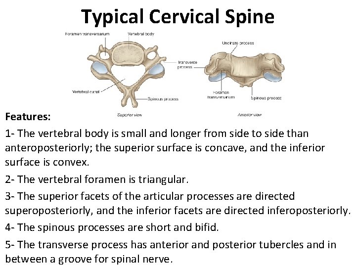 Typical Cervical Spine Features: 1 - The vertebral body is small and longer from