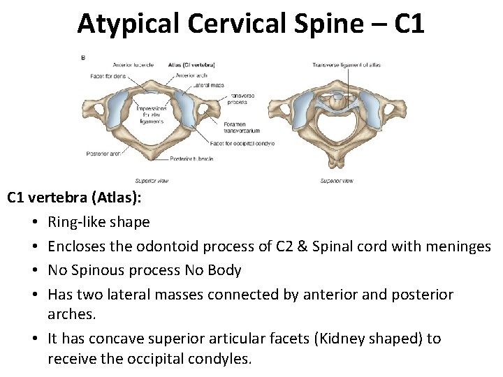 Atypical Cervical Spine – C 1 vertebra (Atlas): • Ring-like shape • Encloses the