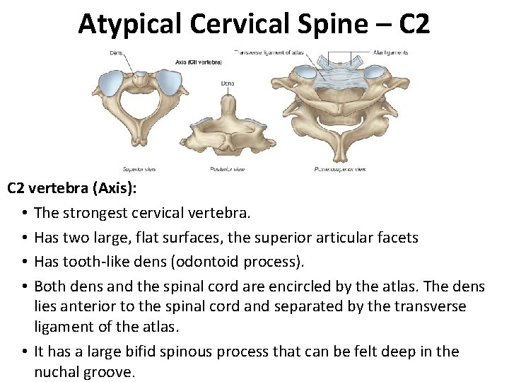 Atypical Cervical Spine – C 2 vertebra (Axis): • The strongest cervical vertebra. •
