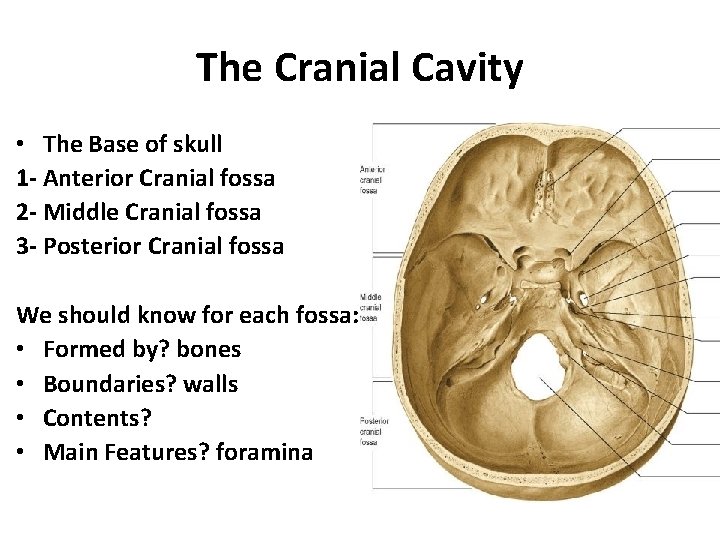 The Cranial Cavity • The Base of skull 1 - Anterior Cranial fossa 2