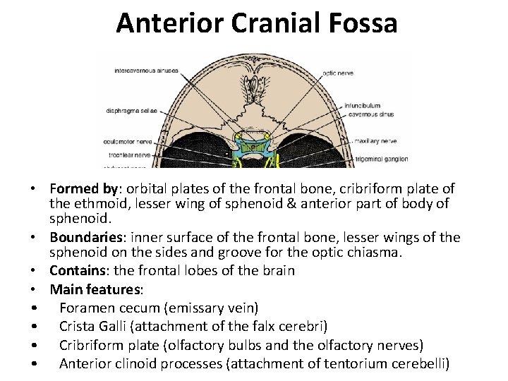 Anterior Cranial Fossa • Formed by: orbital plates of the frontal bone, cribriform plate