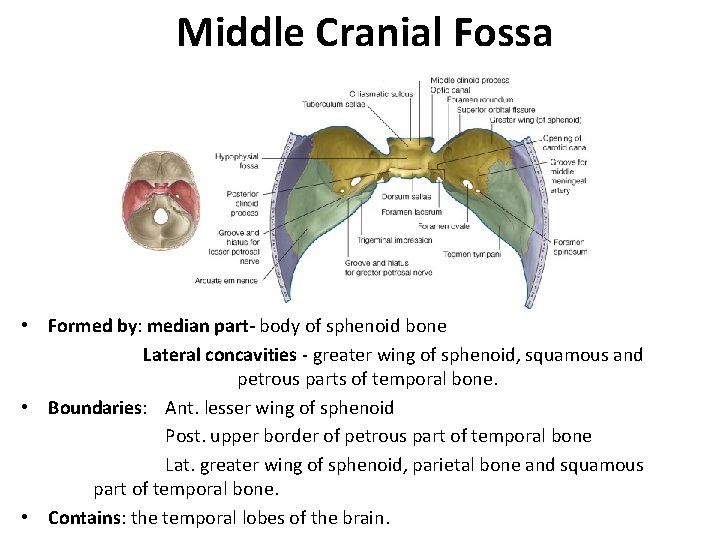 Middle Cranial Fossa • Formed by: median part- body of sphenoid bone Lateral concavities