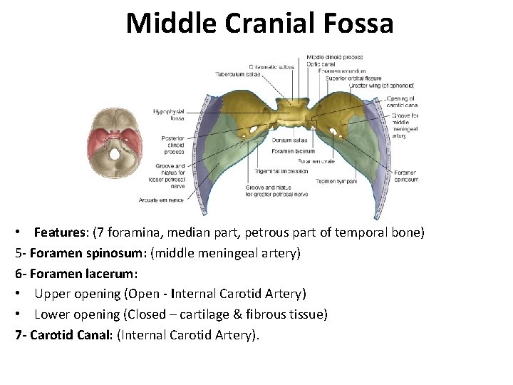 Middle Cranial Fossa • Features: (7 foramina, median part, petrous part of temporal bone)