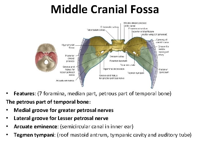 Middle Cranial Fossa • Features: (7 foramina, median part, petrous part of temporal bone)