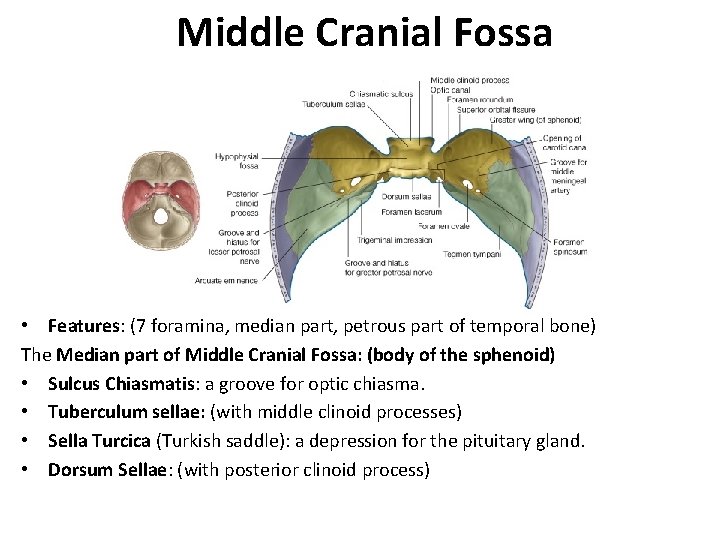 Middle Cranial Fossa • Features: (7 foramina, median part, petrous part of temporal bone)