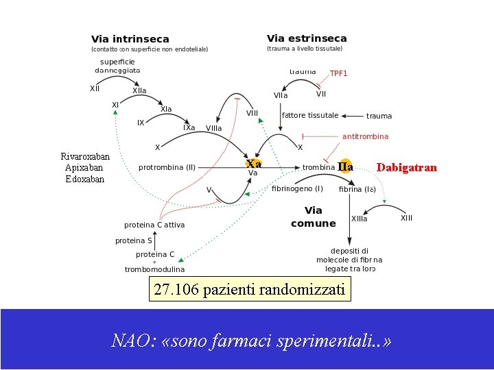 Rivaroxaban Apixaban Edoxaban Xa IIa Dabigatran 27. 106 pazienti randomizzati NAO: «sono farmaci sperimentali.