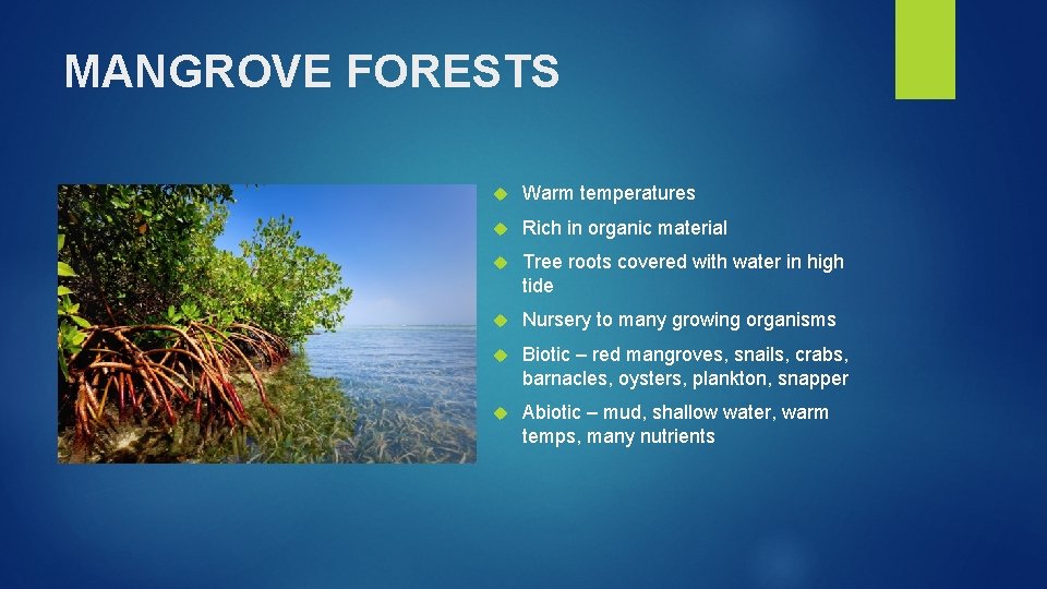 MANGROVE FORESTS Add Picture Warm temperatures Rich in organic material Tree roots covered with