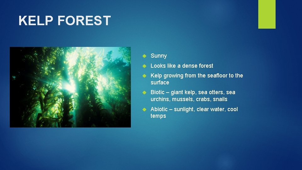 KELP FOREST Add Pictures Sunny Looks like a dense forest Kelp growing from the