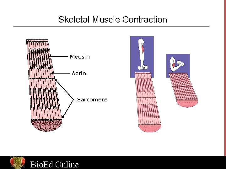 Skeletal Muscle Contraction Myosin Actin Sarcomere Bio. Ed Online www. Bio. Ed. Online. org