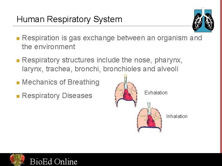 Human Respiratory System n n Respiration is gas exchange between an organism and the