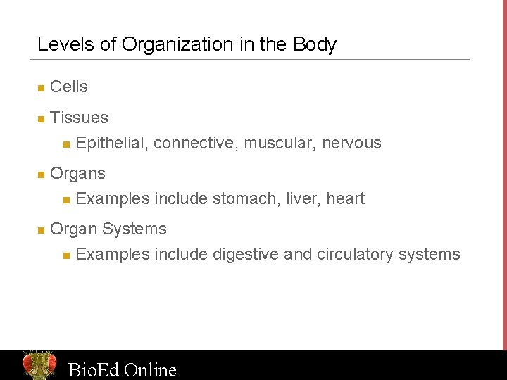 Levels of Organization in the Body n n Cells Tissues n Epithelial, connective, muscular,