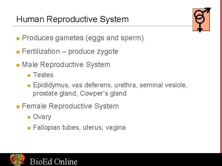 Human Reproductive System n Produces gametes (eggs and sperm) n Fertilization – produce zygote